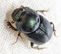 Onthophagus orpheus