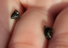 Littorina subrotundata