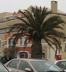 Phoenix canariensis