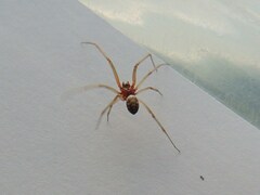 Steatoda grossa