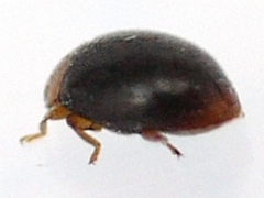 Scymnus kansanus