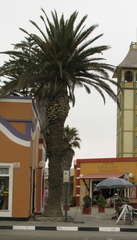 Phoenix canariensis