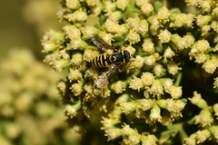 Spilomyia interrupta