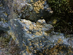 Xanthomendoza