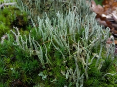 Cladonia glauca