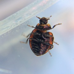 Coccinella leonina