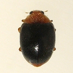 Scymnus kansanus