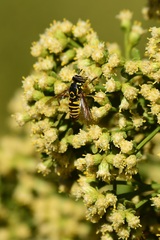 Spilomyia interrupta