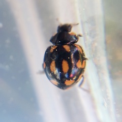 Coccinella leonina