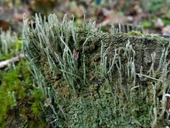 Cladonia glauca