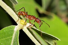 Ectatomma tuberculatum