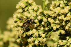 Spilomyia interrupta