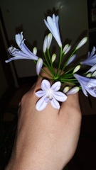 Agapanthus