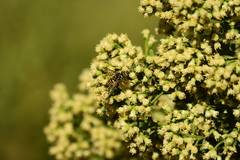 Spilomyia interrupta