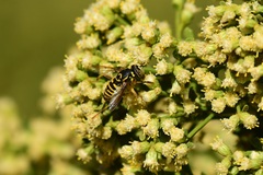 Spilomyia interrupta