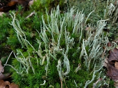 Cladonia glauca