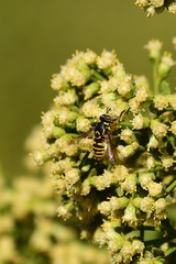 Spilomyia interrupta