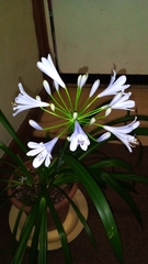Agapanthus