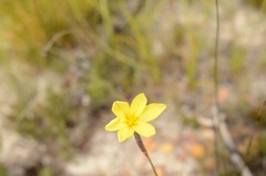 Bobartia filiformis