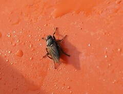 Coelopa