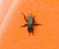 Coelopa