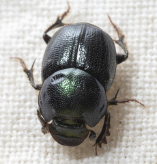 Onthophagus orpheus