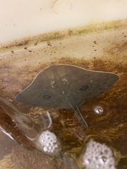 Beringraja binoculata