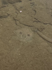 Beringraja binoculata