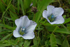 Linum bienne