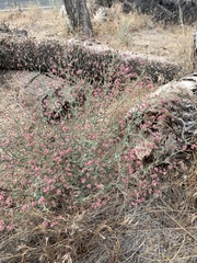 Eriogonum gracillimum