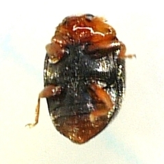 Scymnus kansanus