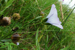 Linum bienne