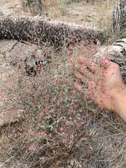 Eriogonum gracillimum