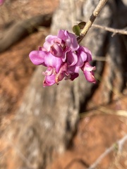 Securidaca longepedunculata