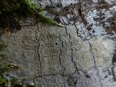 Lecanora compallens