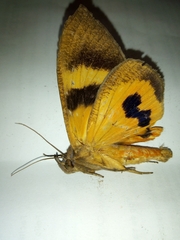 Eudocima serpentifera