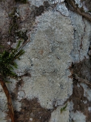Lecanora compallens