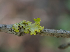 Vulpicida canadensis