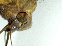 Eudocima serpentifera