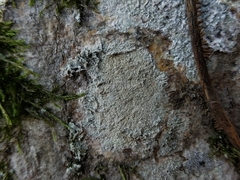 Lecanora compallens