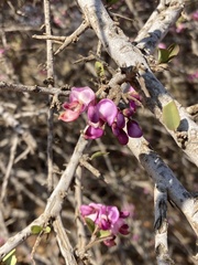 Securidaca longepedunculata