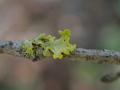 Vulpicida canadensis