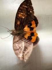 Eudocima serpentifera