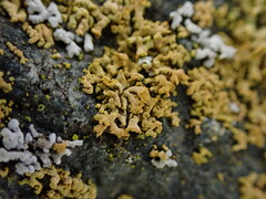 Xanthomendoza