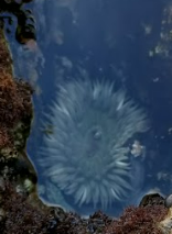 Anthopleura sola