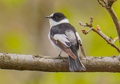Ficedula albicollis