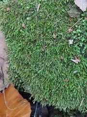Eurhynchium