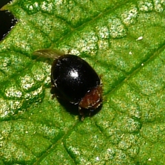 Scymnus kansanus