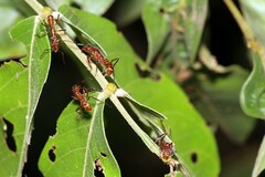 Ectatomma tuberculatum