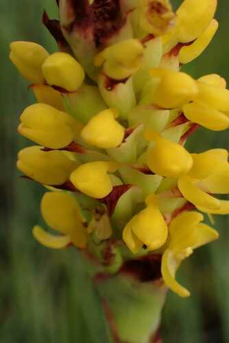 Image of Golden Cob Disa by no rights reserved